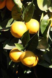              Fruit (Blanca Macetera, Riverside, CA)       