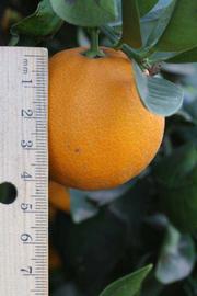              Fruit (Blanca Macetera, Riverside, CA)       