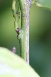                 Second - third year twig (Blanchard, Riverside,   CA)       