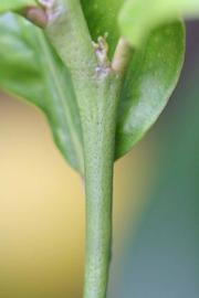                 First year twig (Blanchard, Riverside,   CA)       