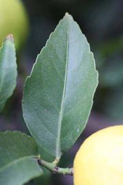              Unifoliolate leaf (Blanchard, Riverside, CA)       