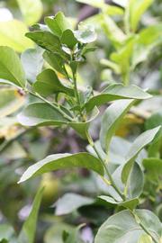            Sun leaves (Blanchard, Riverside, CA)   