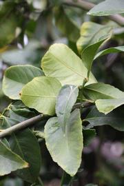               Sun leaves (Blanchard, Riverside,   CA)   