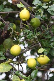              Fruit (Blanchard, Riverside, CA)       
