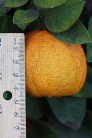              Fruit of  Citrus limonia      (Borneo Rangpur,   Riverside, CA)       