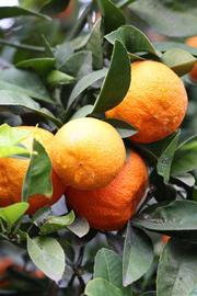              Fruit (Riverside, CA)       