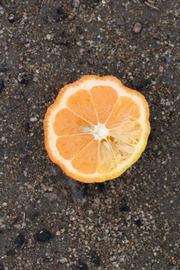              Fruit cross-section (Riverside, CA)       