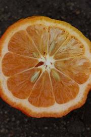              Fruit cross-section of  Citrus limonia      (Borneo Rangpur,   Riverside, CA)       