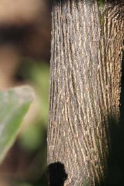              Second - third year twig (Riverside, CA)       