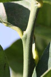              First year twig (Riverside, CA)       