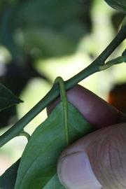              Petiole (Riverside, CA)       