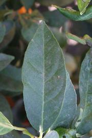            Unifoliolate leaf (Riverside, CA)   