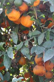              Shade leaves (Riverside, CA)       