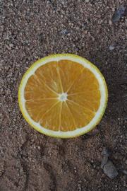              Fruit cross-section (Boukhobza, Riverside, CA)       