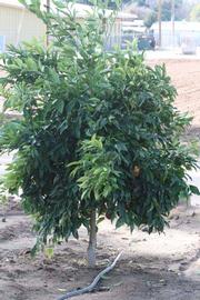               Habit (Boukhobza, Riverside, CA)   