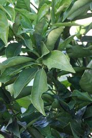            Sun leaves (Boukhobza, Riverside, CA)   