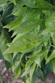            Shade leaves (Boukhobza, Riverside, CA)   