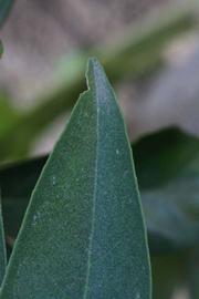              Margin (Boukhobza, Riverside, CA)       