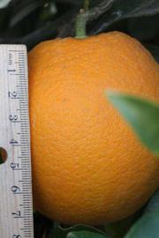              Fruit (Boukhobza, Riverside, CA)       