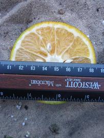              Fruit cross-section (Bouquet de Fleurs, Winter Haven, FL)       