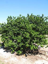            Habit (Bouquet de Fleurs, Winter Haven, FL)   