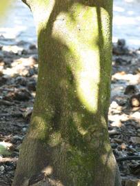              Bark (Bouquet de Fleurs, Winter Haven, FL)       