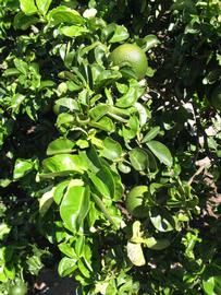              Sun leaves (Bouquet de Fleurs, Winter Haven, FL)       