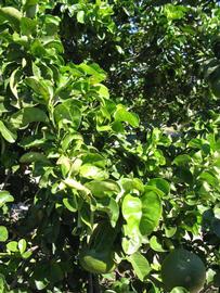              Sun leaves (Bouquet de Fleurs, Winter Haven, FL)       