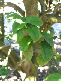              Shade leaves (Bouquet de Fleurs, Winter Haven, FL)       