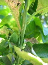              First year twig (Bouquet de Fleurs, Winter Haven, FL)       