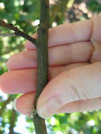              Second - third year twig (Bouquet de Fleurs, Winter Haven,   FL)       