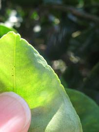              Margin (Bouquet de Fleurs, Winter Haven, FL)       