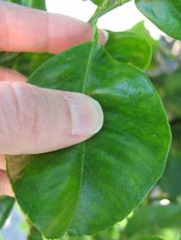            Unifoliolate leaf (Bouquet de Fleurs, Winter Haven, FL)   