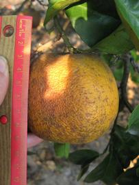              Fruit (Bouquet de Fleurs, Winter Haven, FL)       