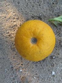              Fruit (Bouquet de Fleurs, Winter Haven, FL)       