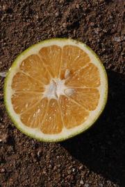             Fruit cross-section (Bouquet de Fleurs, Riverside, CA)       
