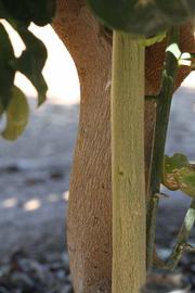              Bark (Bouquet de Fleurs, Riverside, CA)       