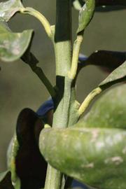              First year twig (Bouquet de Fleurs, Riverside, CA)       