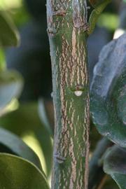              Second - third year twig (Bouquet de Fleurs, Riverside, CA)       