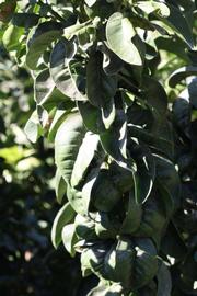              Sun leaves (Bouquet de Fleurs, Riverside, CA)       