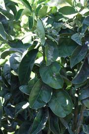              Shade leaves (Bouquet de Fleurs, Riverside, CA)       