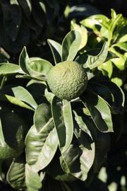              Sun leaves (Bouquet de Fleurs, Riverside, CA)       