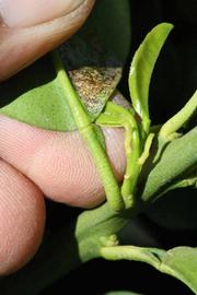              Petiole (Bouquet de Fleurs, Riverside, CA)       