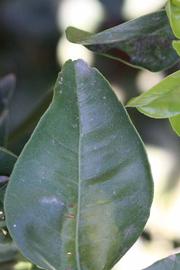              Margin (Bouquet de Fleurs, Riverside, CA)       