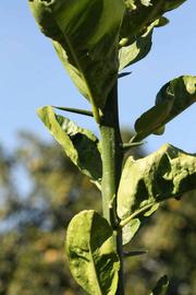              First year twig (Bouquet de Fleurs, Riverside, CA)       