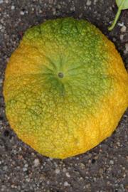                    Fruit (Bouquetier de Nice,      Riverside,   CA)       