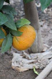                    Fruit (Bouquetier de Nice,      Riverside,   CA)       