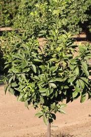                    Habit (Bouquetier de      Nice, Riverside, CA)       