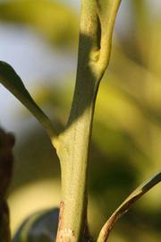                    First year twig      (Bouquetier de Nice, Riverside, CA)       