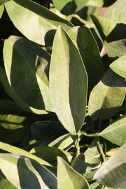                    Sun leaves (Bouquetier      de Nice, Riverside, CA)       